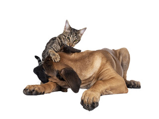 Savannah F7 cat and Boerboel malinois cross breed dog, playing together. Cat biting in dogs ear. Isolated cutout on transparent background.
