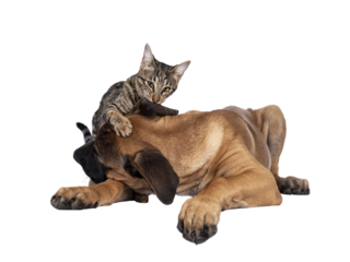 Savannah F7 cat and Boerboel malinois cross breed dog, playing together. Cat biting in dogs ear. Isolated cutout on transparent background.