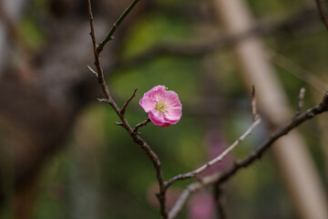 赤坂氷川神社の紅梅