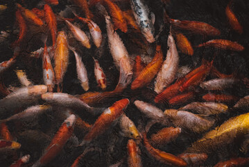 Koi fish japan colorful on water in background.