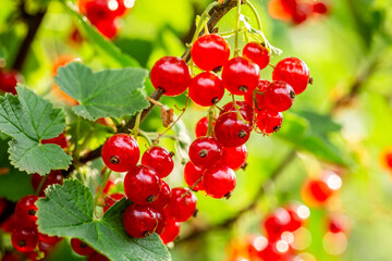 Redcurrant on bush in garden. Fruits on twing in garden.