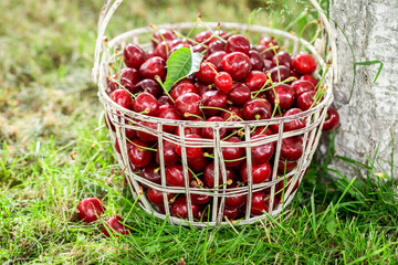 Full of vitamins sweet cherries harvested from garden.