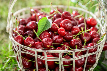 Tasty and fresh sweet cherries in a sunny day.