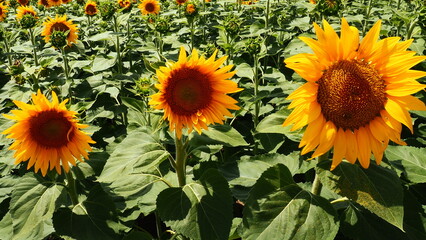 Agricultural sunflowers field. The Helianthus sunflower is a genus of plants in the Asteraceae...