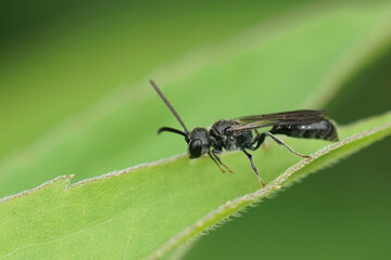 Closeup on a small black aphid feeding wasp, Pemphredon species, in the garden