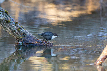 White throated dipper by the river
