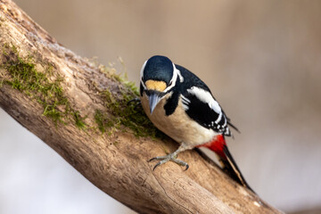 Great spotted woodpecker
