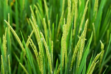 selective focus of a close up image of rice plant in the field