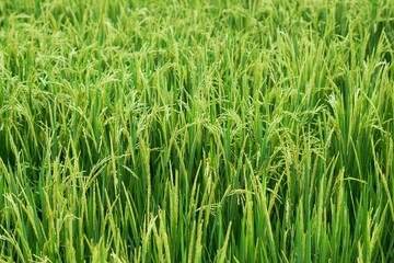 Rice plant in a farmfield 