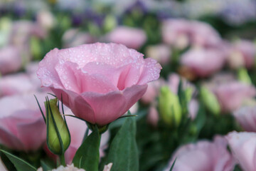Lisianthus flowers in the garden. Beautiful pure pink lisianthus flower in the garden, Pink Rosita Lisianthus, tulip gentian.