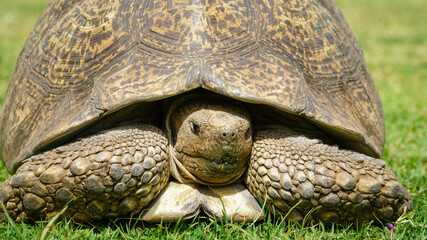 Naklejka premium Large leopard tortoises (Stigmochelys Pardalis) that have been living on the premises of the German Embassy in Addis Ababa for many years.