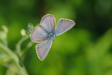 Mazarine blue butterfly (Cyaniris semiargus) with wings open.
