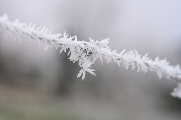 Stacheldraht mit Raurei