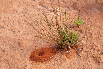 Menindee Australia, small anthill next to native grass plant