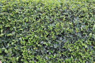 Fototapeta na wymiar green leaves in the park background image