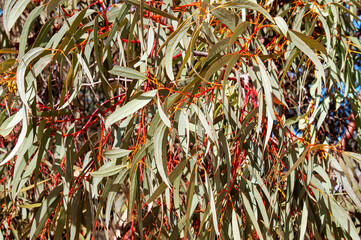 Menindee Australia, close-up of leaves and red stems of a eucalyptus tree 