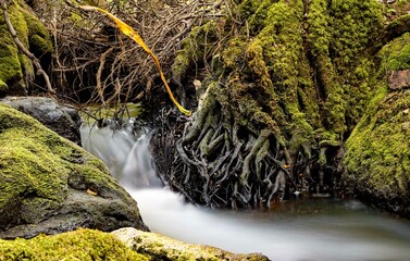 Water Flowing - Karura, Nairobi, Kenya