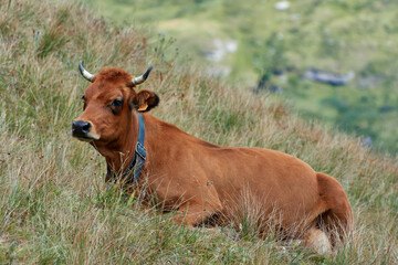 Une vache en Haute Maurienne