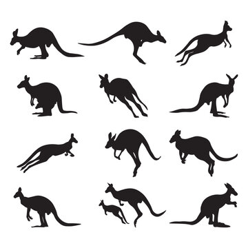 Set kangaroo silhouette vector illustration.
