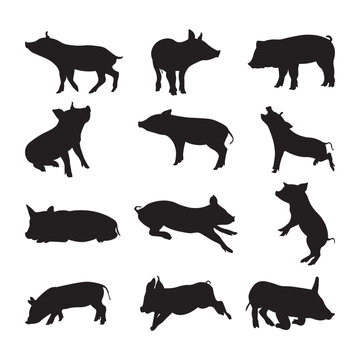 Set pig silhouette vector illustration.