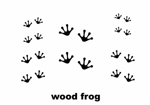 foot frog in black color .