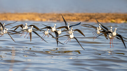 Flock of bird "Black-winged-Stilt" are flying at Bueng Boraphet, Nakhon Sawan in Thailand. Bird watching. Nature and wildlife concept.
