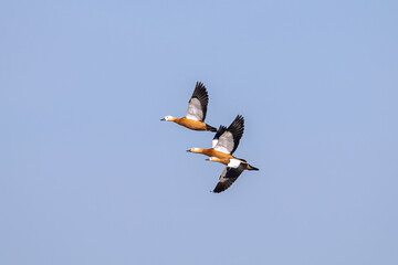 Three Ruddy Shelduck are flying in the sky. They fly close together, two swing their wings up and another one swing wings down. Bird watching. Nature and wildlife concept.