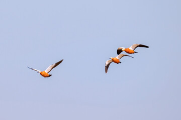 Three Ruddy Shelduck are flying in the sky. Bird watching. Nature and wildlife concept.