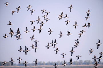 Many ducks are flying as flock in order to find food for survival safety and immigrate along the...