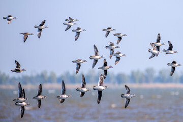 Many ducks are flying as flock. Taken at Bueng Boraphet, Nakhon Sawan in Thailand. Wild duck. Waterfowl. Birdwatching. Nature and wildlife concept.