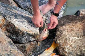 Menindee Australia, fisherman unhooking european carp from line, the carp  are an introduced invasive pest in the australian freshwater river system
