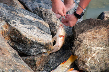 Menindee Australia, fisherman unhooking european carp from line, the carp  are an introduced invasive pest in the australian freshwater river system