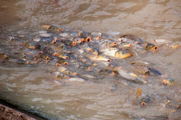 Menindee Australia, european carp an introduced invasive pest in the australian freshwater river...