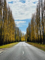 road in autumn forest