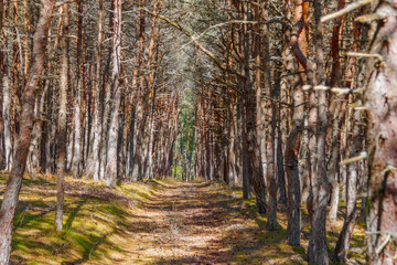 Fototapeta premium Dancing forest is sight of Curonian Spit national park in Kaliningrad region, Russia. Beautiful old conifer trees with twisted trunks covered moss and road for tourists. Forest landscape
