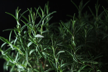 Rosemary bush in low key	