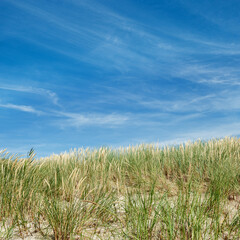 Nature view with dune grass, fine sand and blue cloudy sky, beach dunes of Baltic sea, Russia. Beautiful aesthetic natural scenic background, picturesque seaside with growth green grass, summer
