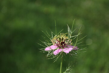 Zarte Blüte der Blume Jungfer im Grünen mit Regentropfen blüht im Garten