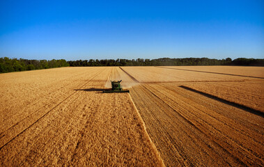 Harvester works in the field. Combine Harvesting Wheat, top view of a wheatfield. Field field of cereals during harvesting