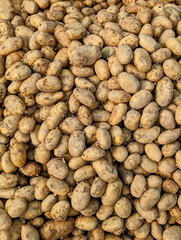 Closeup yellow potatoes on a market