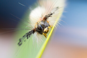 Close-up portrait of a beautiful Orgyia antiqua caterpillar