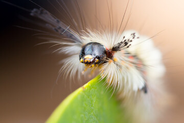 Close-up of a beautiful Orgyia antiqua caterpillar in motion