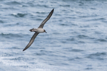 Light-mantled Albatross (Phoebetria palpebrata)
