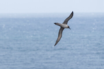 Fototapeta na wymiar Light-mantled Albatross (Phoebetria palpebrata)