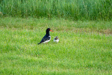 Austernfischer, Haematopus ostralegus, mit Küken.