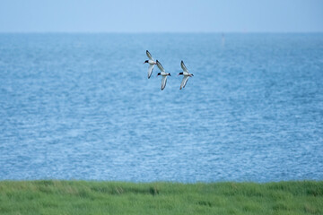 Austernfischer, Haematopus ostralegus, Gruppe