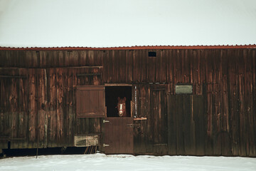 chestnut horse in stable.