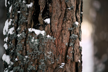Snow covered tree bark in the winter woods. Close up of a tree texture at winter.