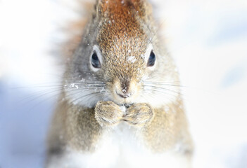 Obraz premium face of suirrel in nature during winter