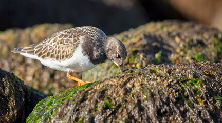 Ruddy Turnstone -  at the sea shore on autumn migration way